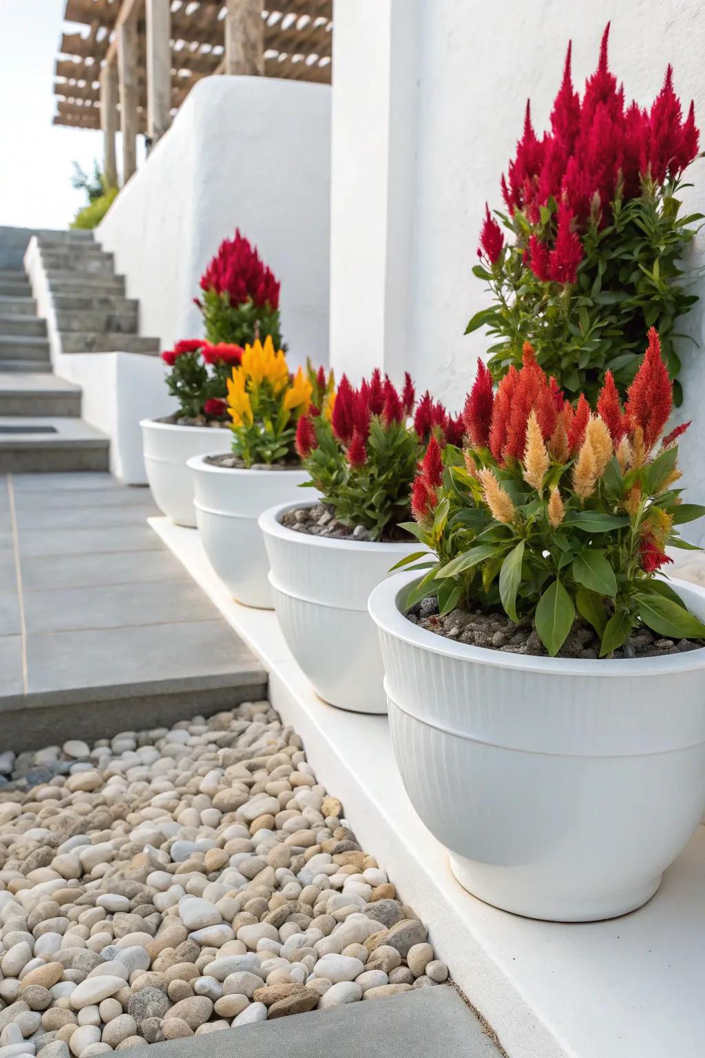 Sleek white pots emphasize the vibrant colors of celosia.