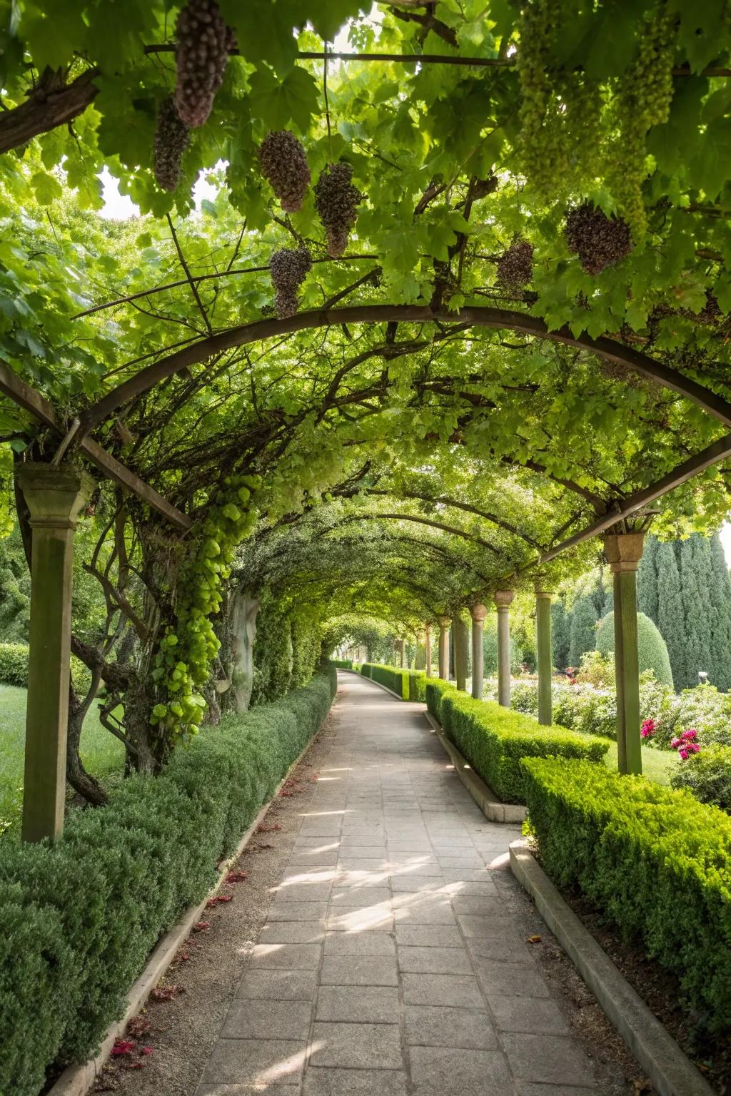 An aisle bordered by grape arbors forming an eye-catching garden passage.