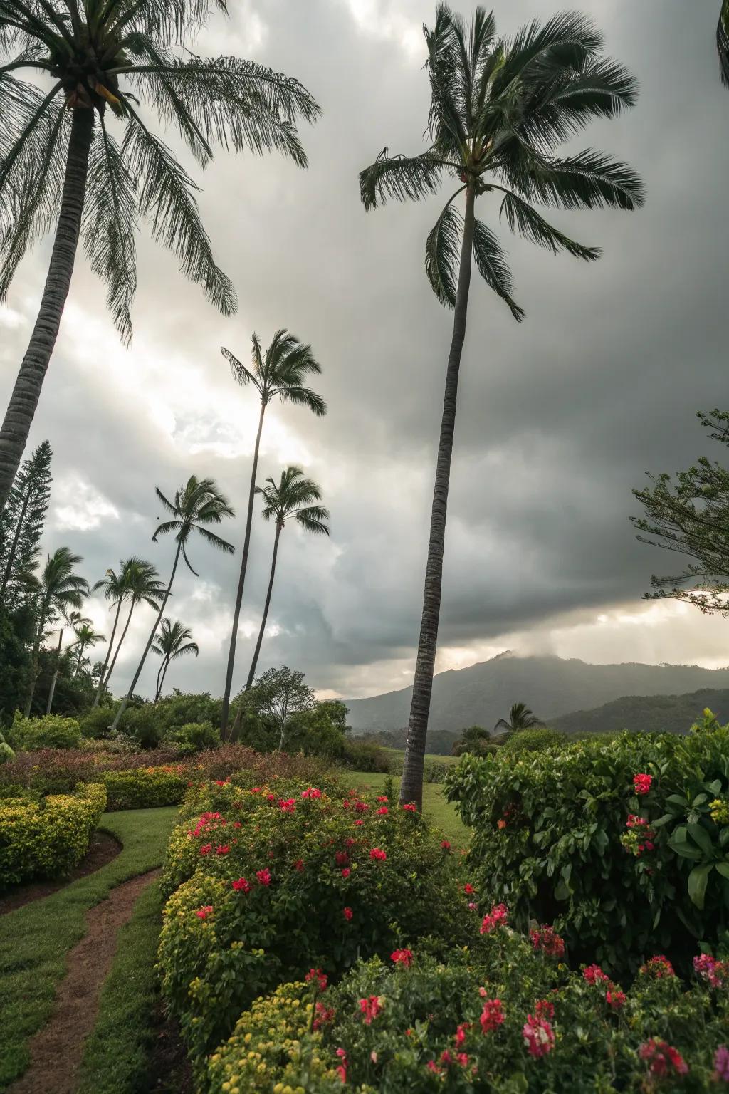 Palm trees are a quintessential element of Hawaiian landscapes.