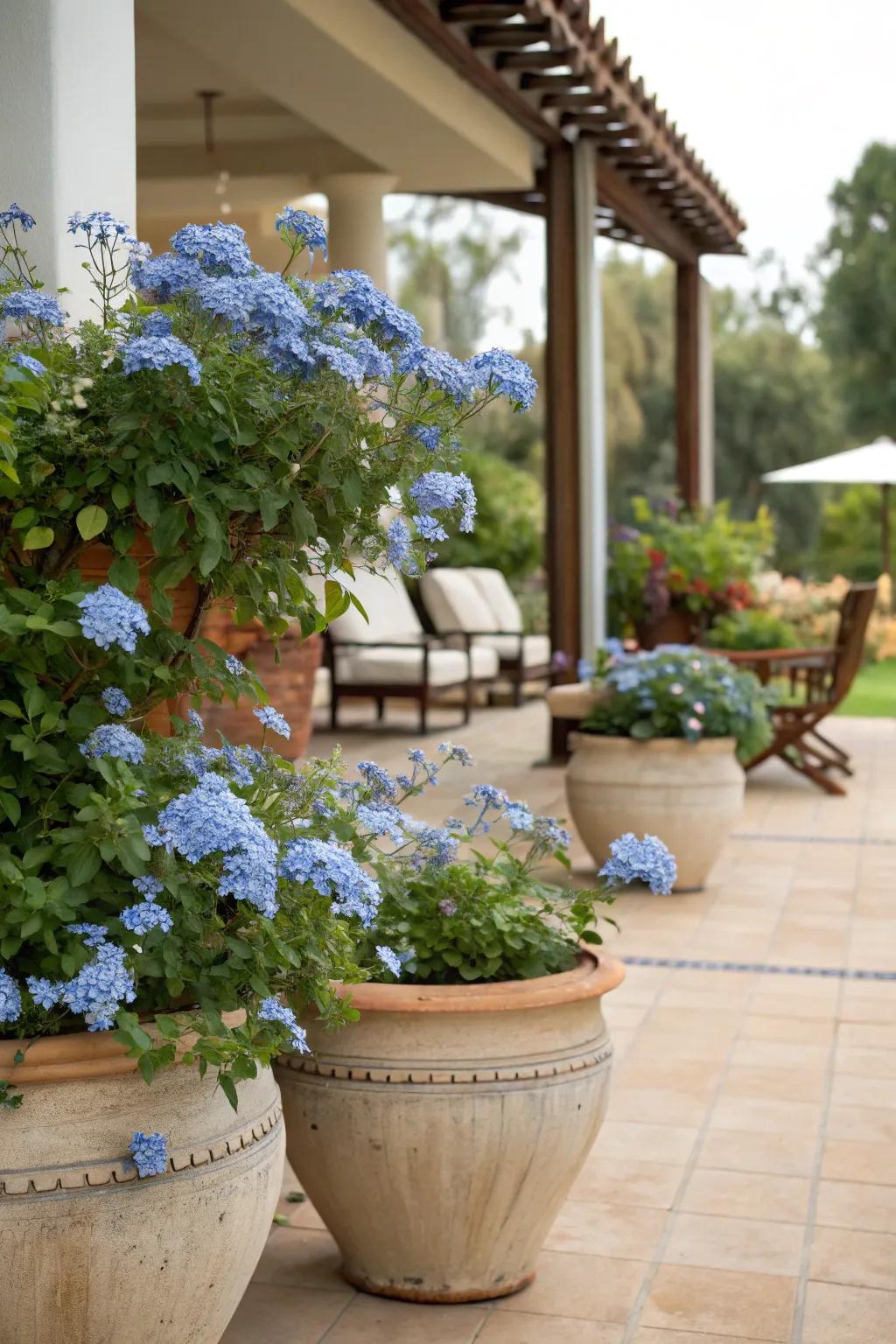 Patio planters with blue plumbago flowers adding a touch of elegance.