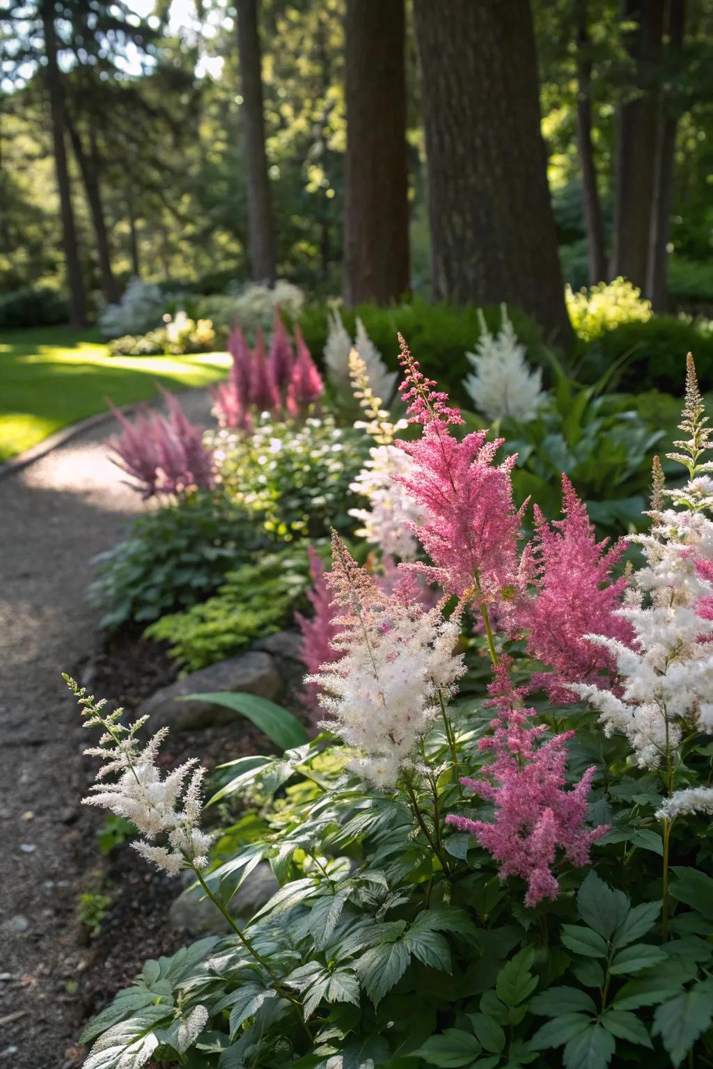 With their vibrant plumage, astilbes infuse a burst of color into the setting.