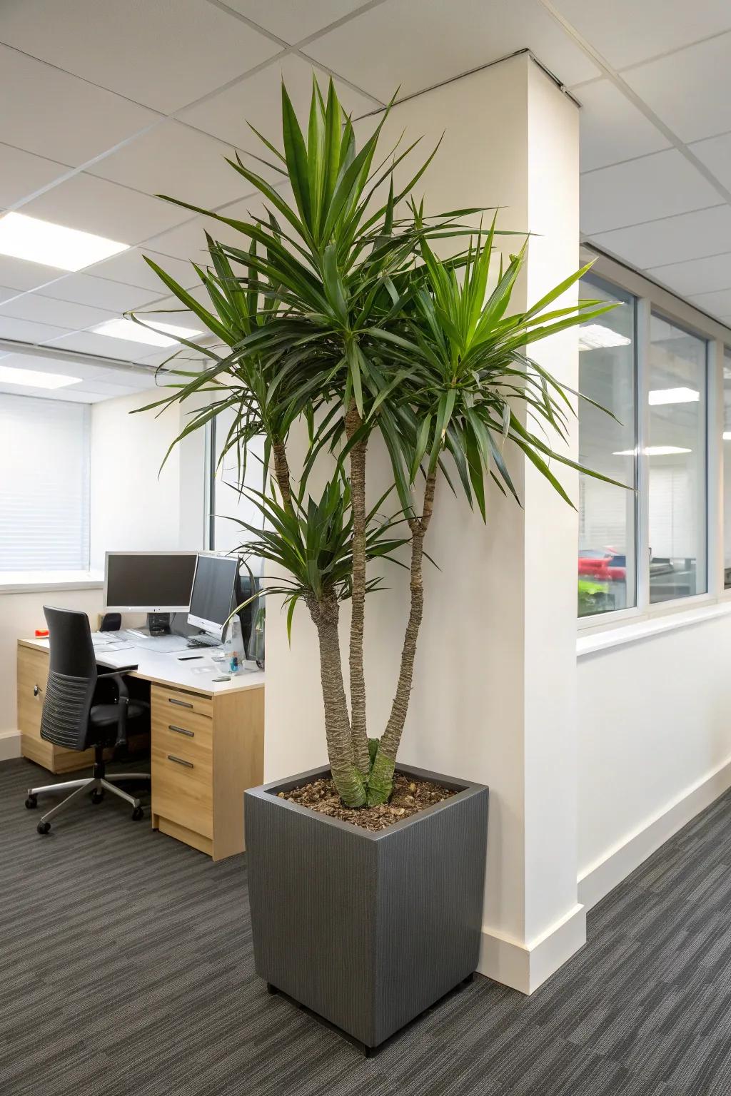 Make an impact with towering flora like the Madagascar Dragon Tree.