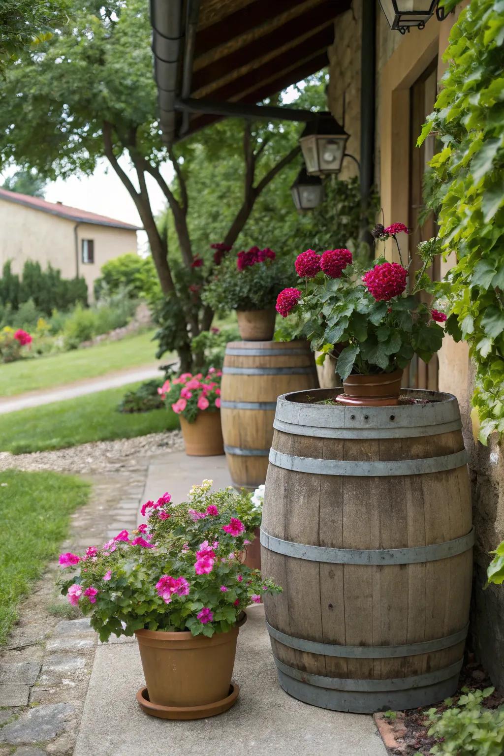 Rustic casks and modern pots create a captivating garden display.