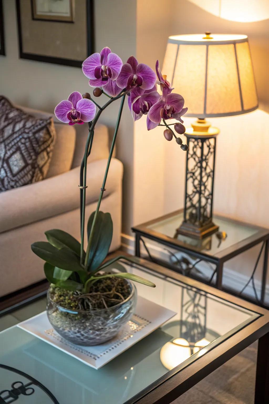 Refined orchids, ideally suited to infuse a touch of class into any interior.