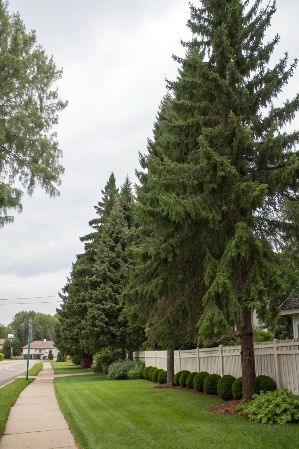 Towering evergreen trees defining a natural property divide.