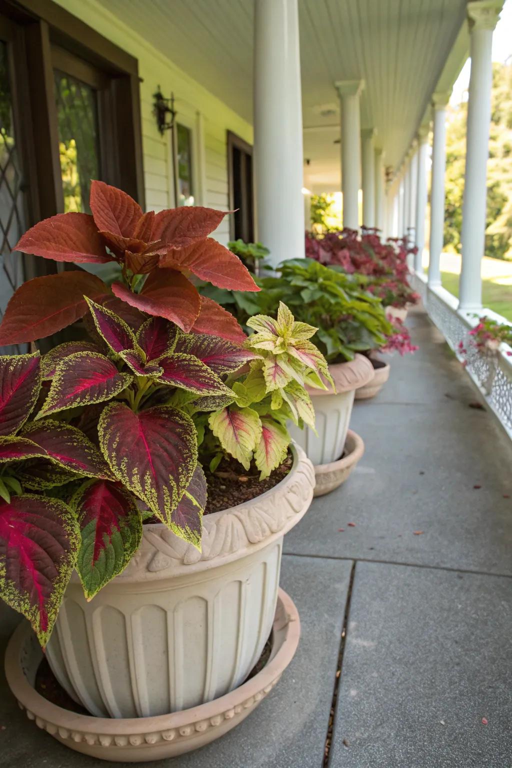 A shady porch decorated with a colorful assortment of coleus in decorative containers.