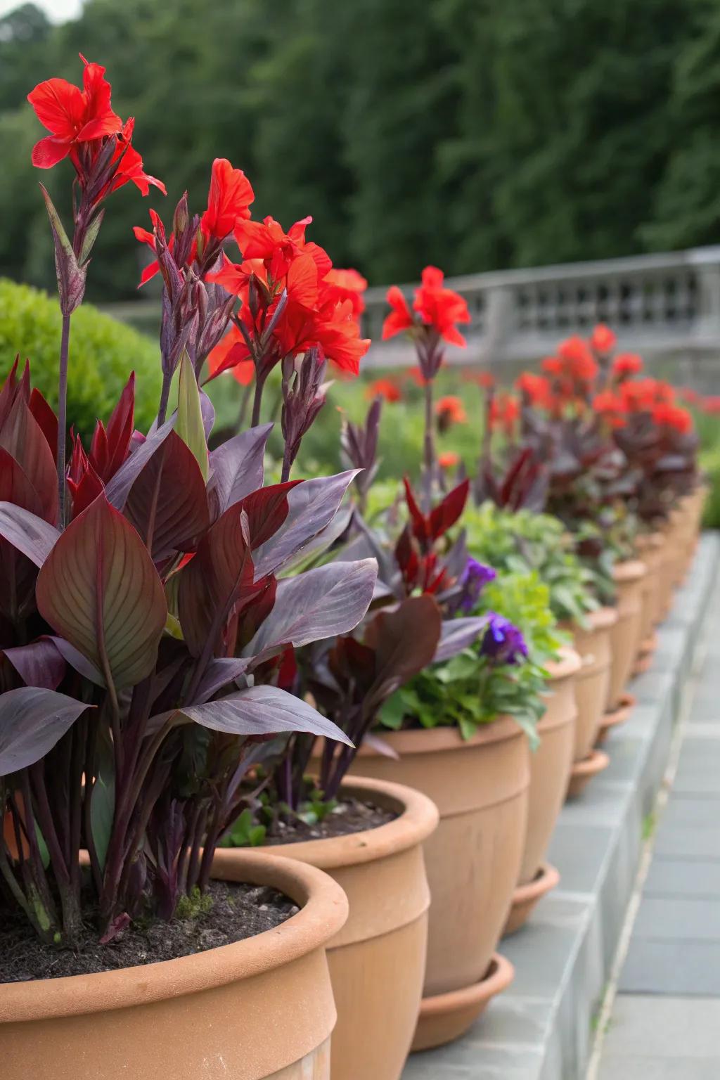 Intense color blend with crimson glory plants and regal heart plants.