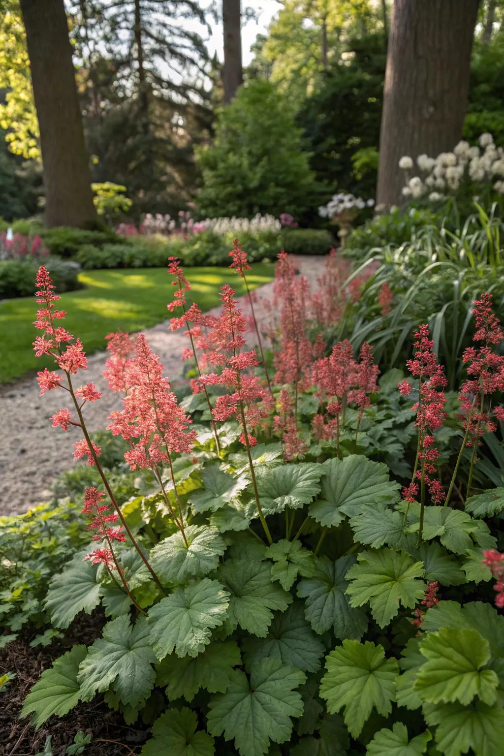 Coral bells adding color and life to a shaded garden retreat.