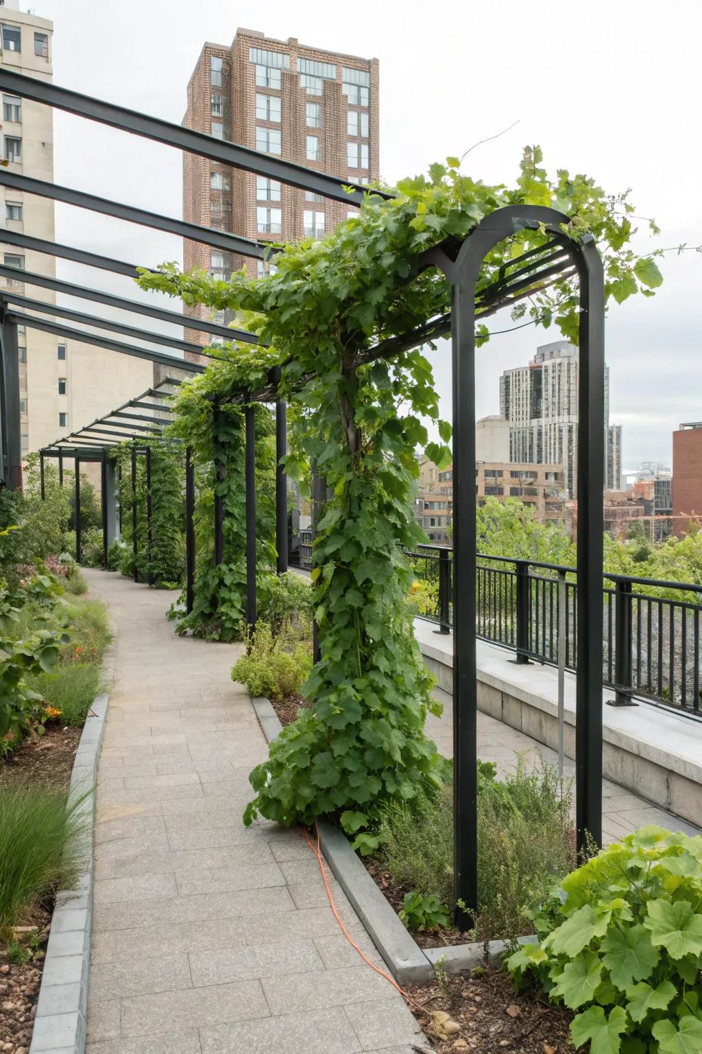 A modern interpretation of the grape arbor with a minimalist metallic structure.