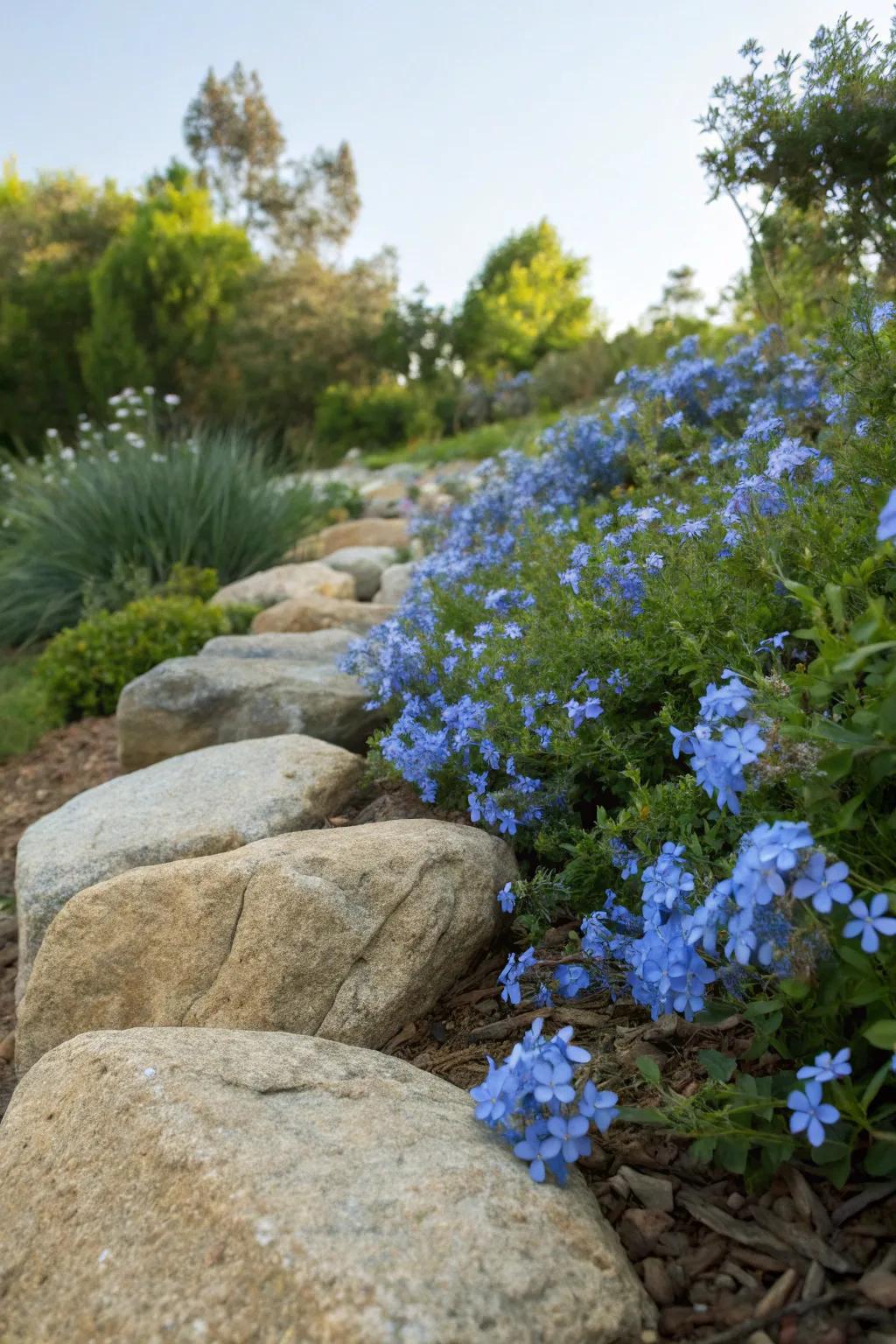Blue plumbago flowers accentuating garden rocks for a natural aesthetic.