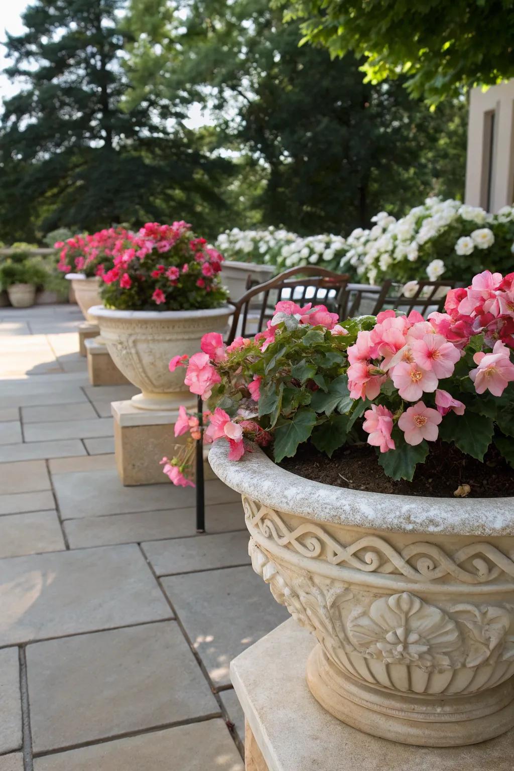 A shaded patio alive with resilient begonias, arranged in fashionable containers.