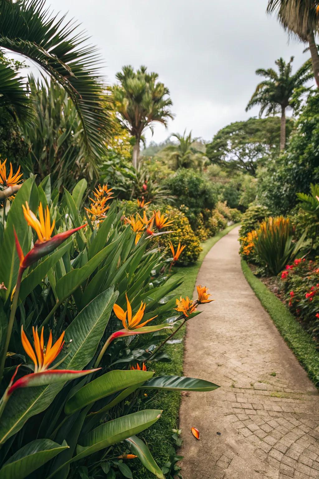 Enhance your garden paths with radiant Bird of Paradise borders.