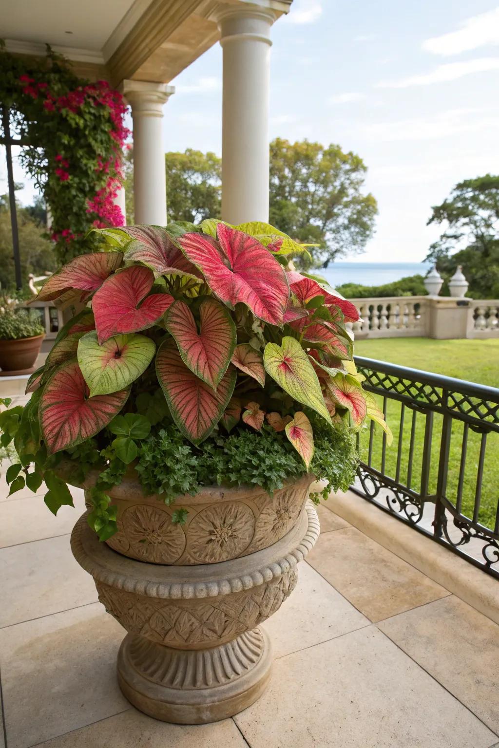 Layered caladiums offer depth and visual intrigue.