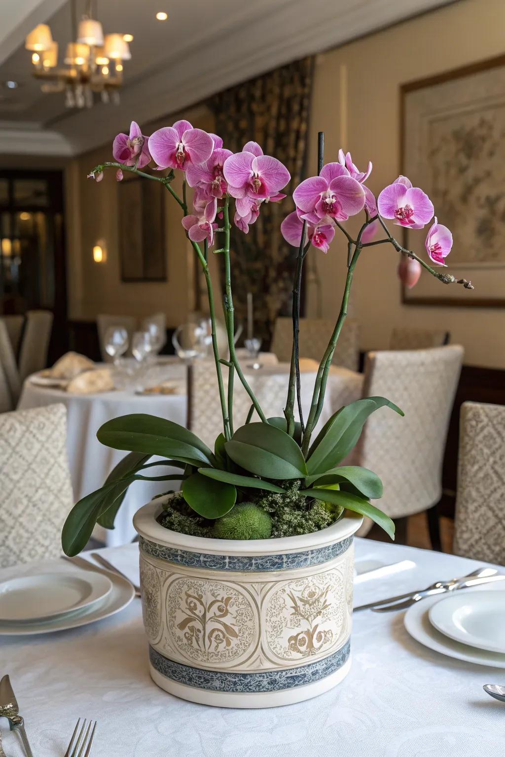 Orchids bring a touch of exotic elegance indoors.