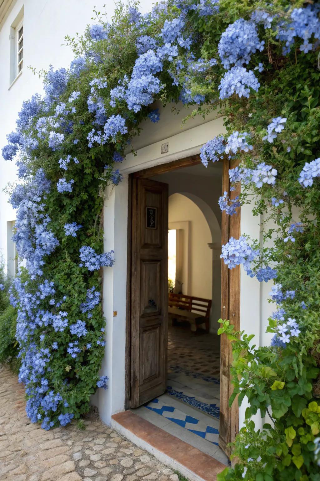 An entryway enhanced with cascading blue plumbago flowers.