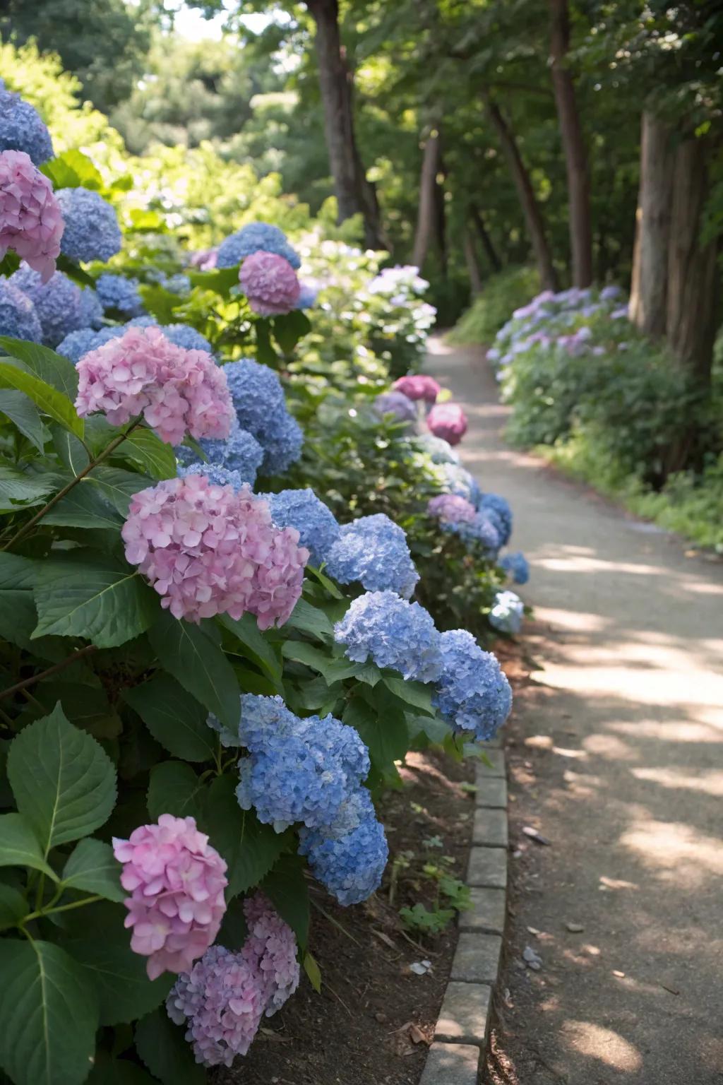 Hydrangeas display an enduring beauty with their abundant blossoms.