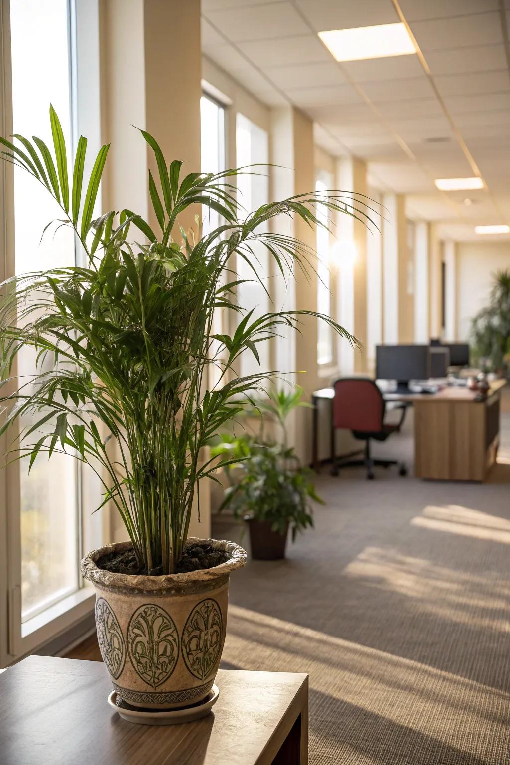 Bring tropical allure with Kentiopsis Palms.