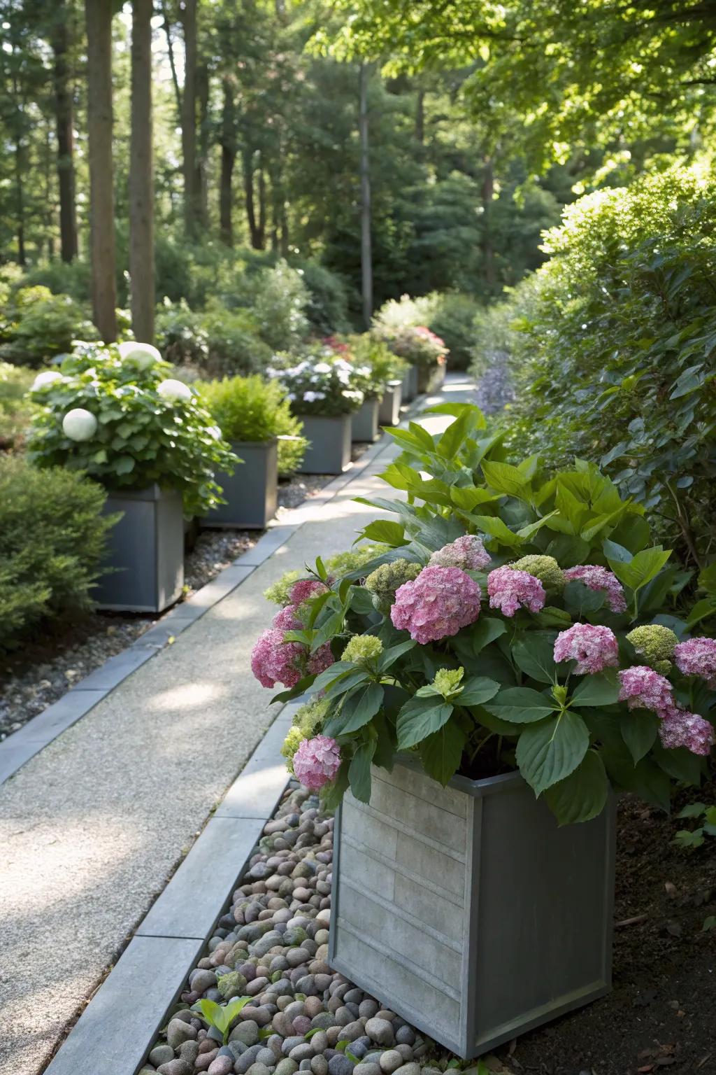 A shady garden path accented with flowering dwarf hydrangeas in fashionable containers.