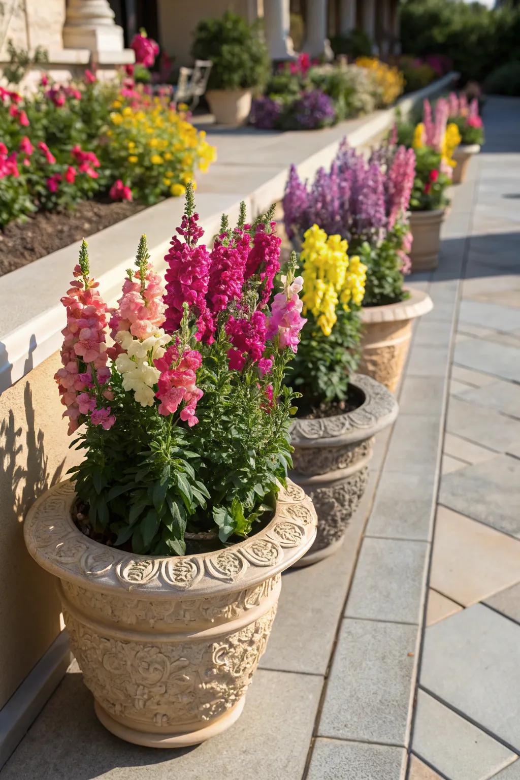 Snapdragons in containers brighten up any patio or balcony.