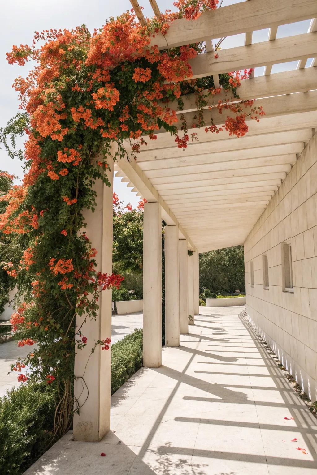 Transform your outdoor space into a Pergola Paradise with the enchanting beauty of trumpet vines.