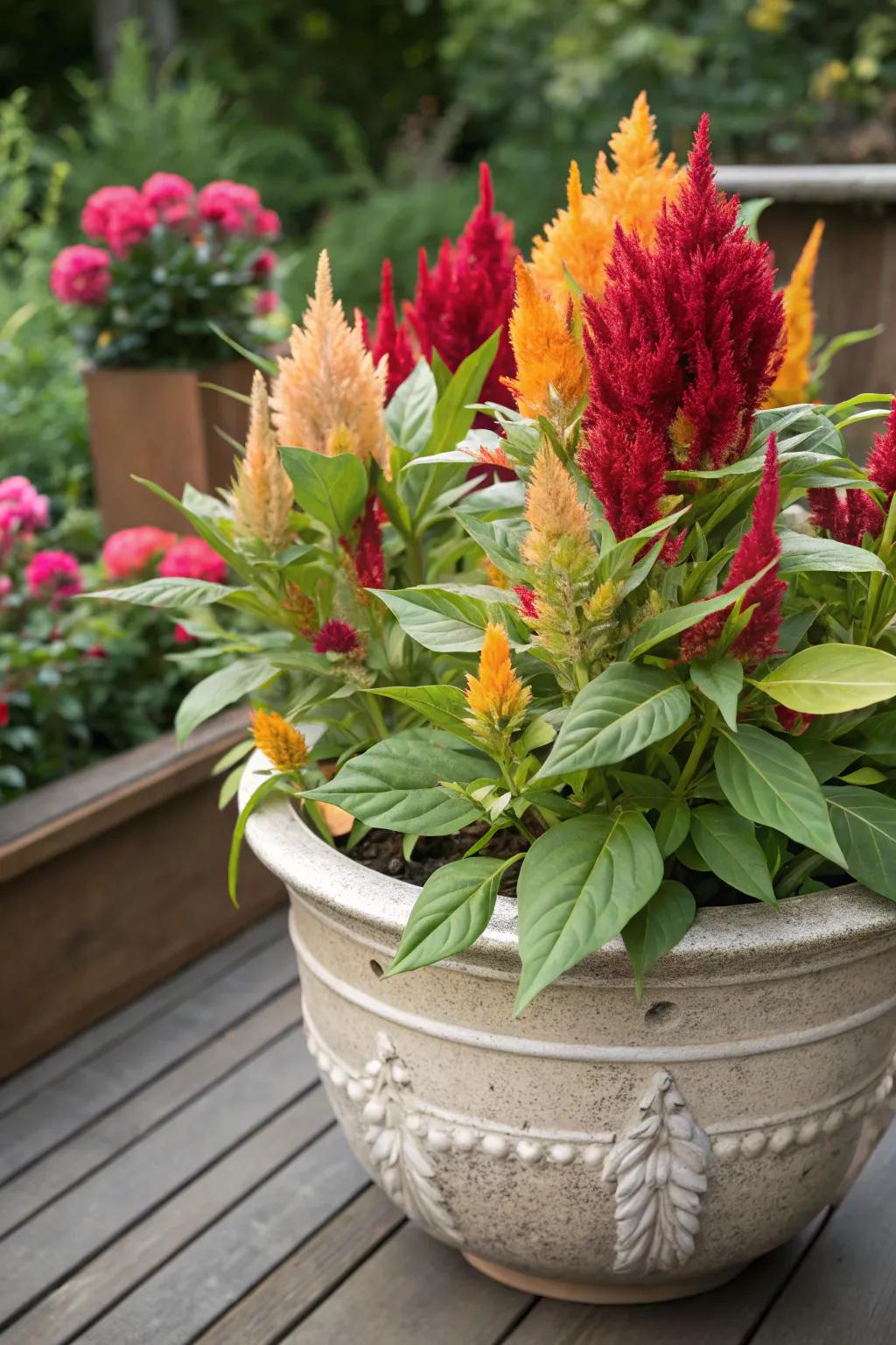 Mix celosia with green foliage for a stunning contrast.