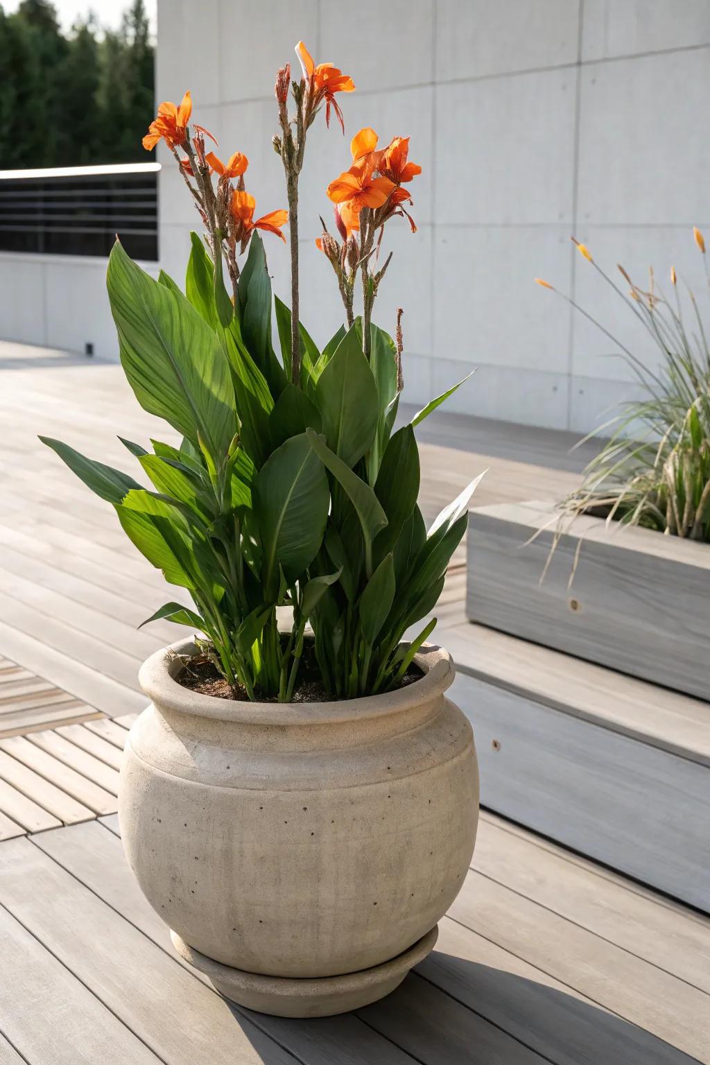 Transform your patio into a serene oasis with the captivating charm of canna lilies.