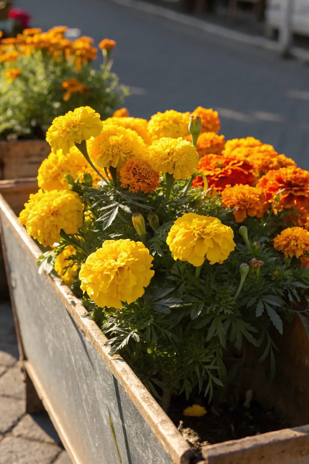Marigolds add a sunny disposition to the garden.