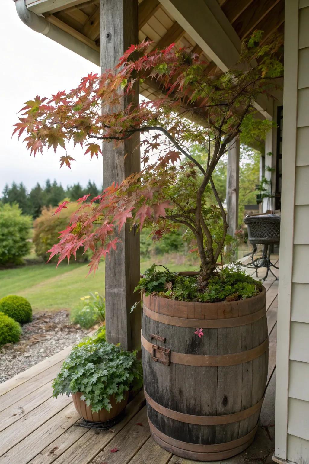 Rustic allure featuring a Japanese maple in a vintage cask.