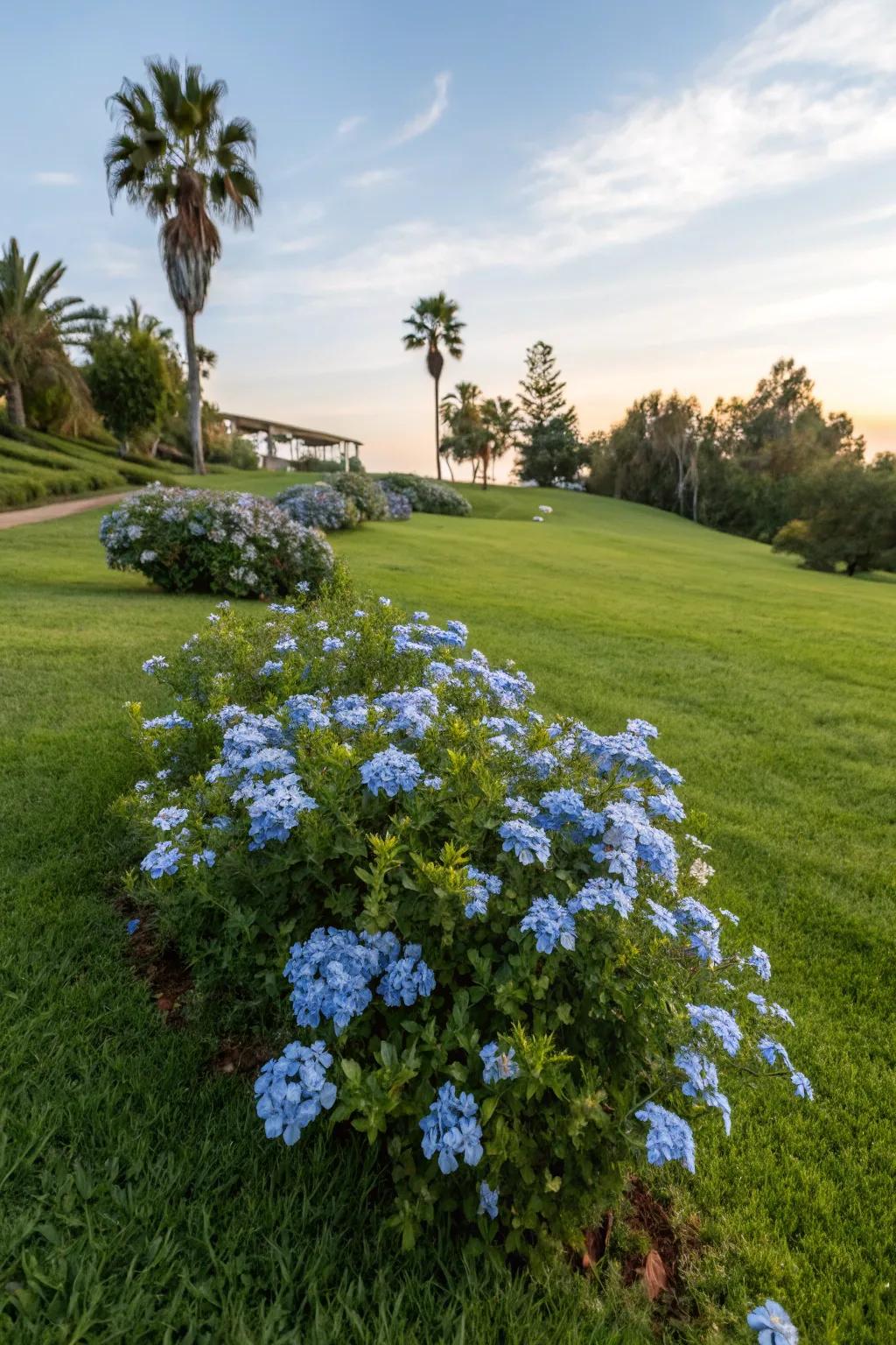 A lawn featuring a central bed of blue plumbago flowers as a striking centerpiece.