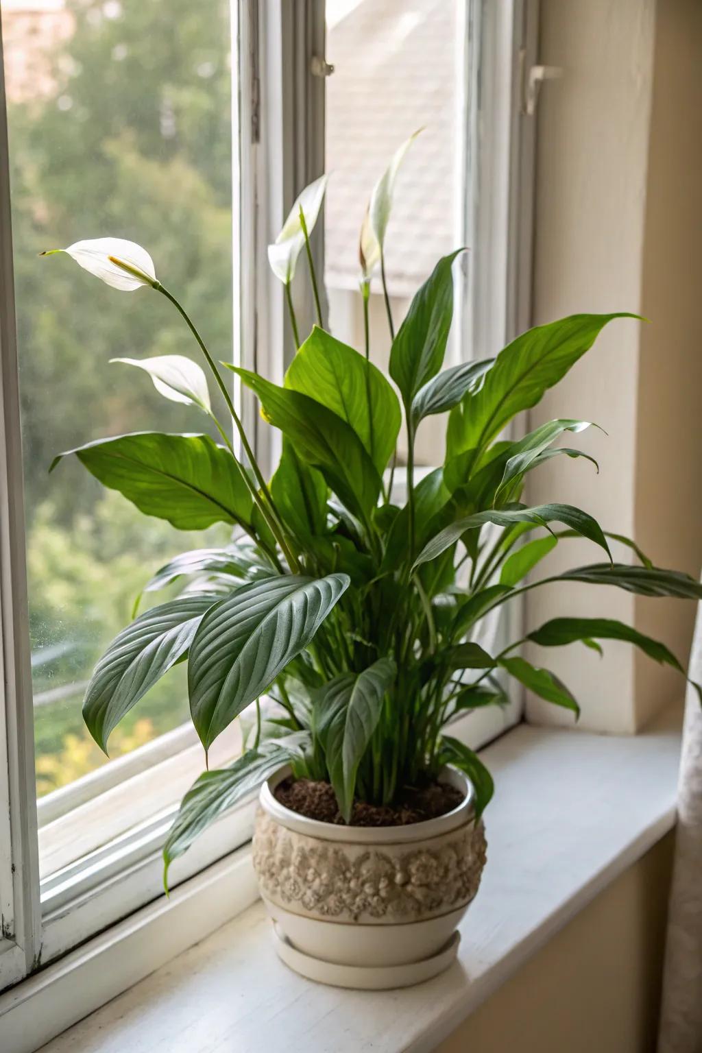 The graceful peace lily, a timeless gift symbolizing maternal tenderness.