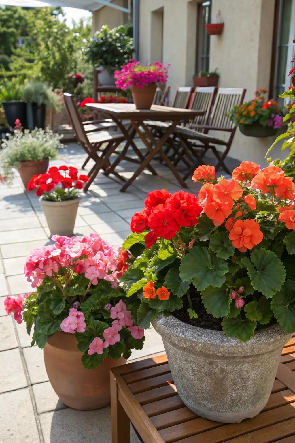 Brighten up your area with pots of lively blooms.
