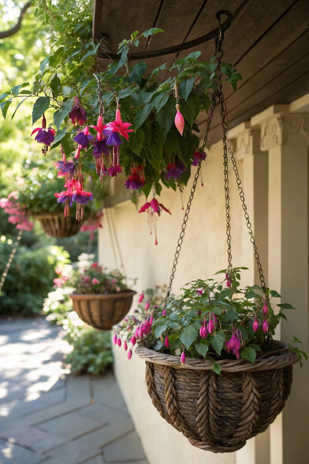 A shady nook with trailing fuchsias flowering, hung in pretty baskets.