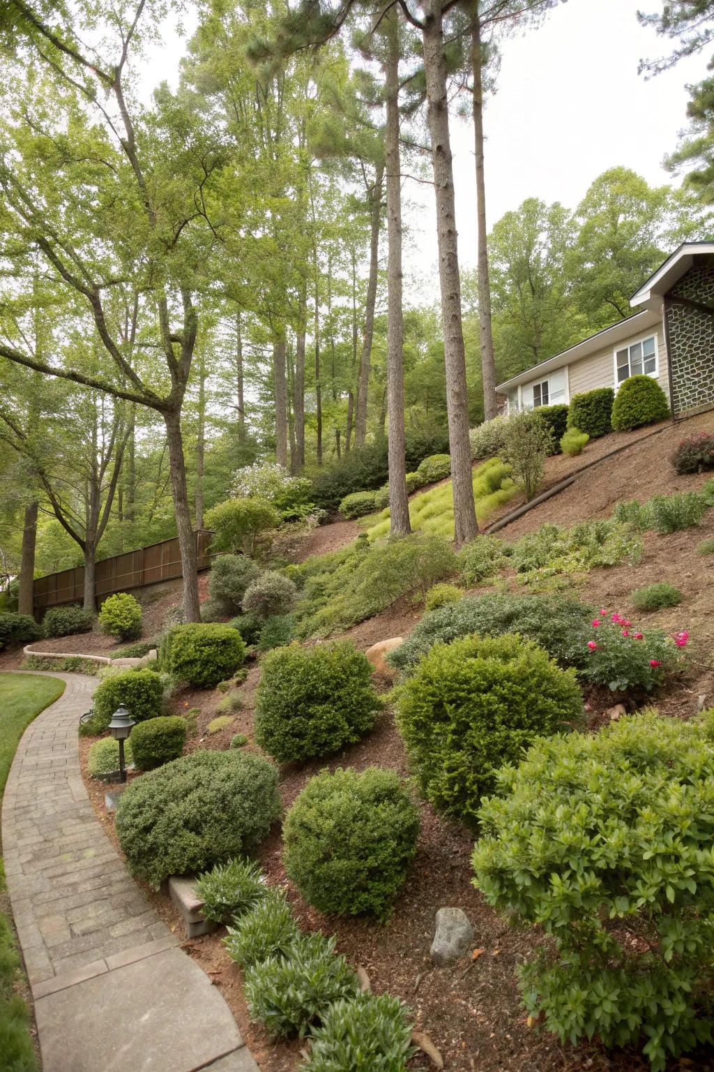 Shrubs and trees create a rich, layered landscape.