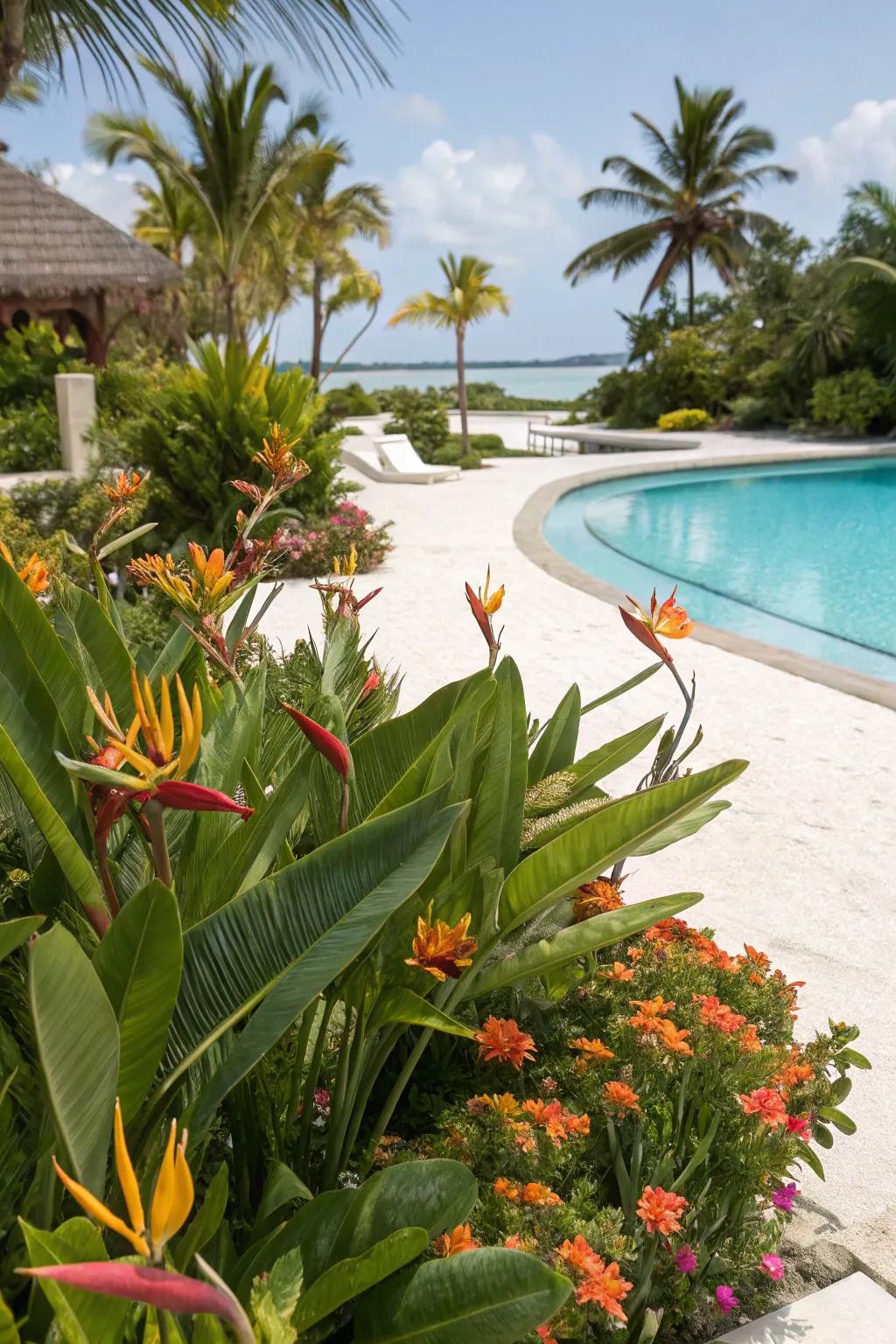 Transform your poolside into a tropical paradise with Bird of Paradise.