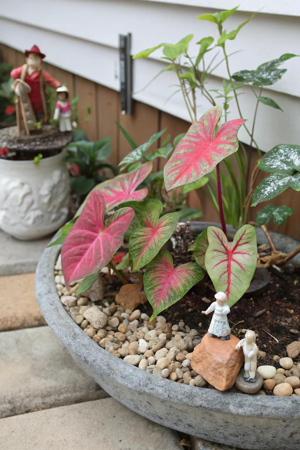 A miniature garden with caladiums adds whimsy to your decor.