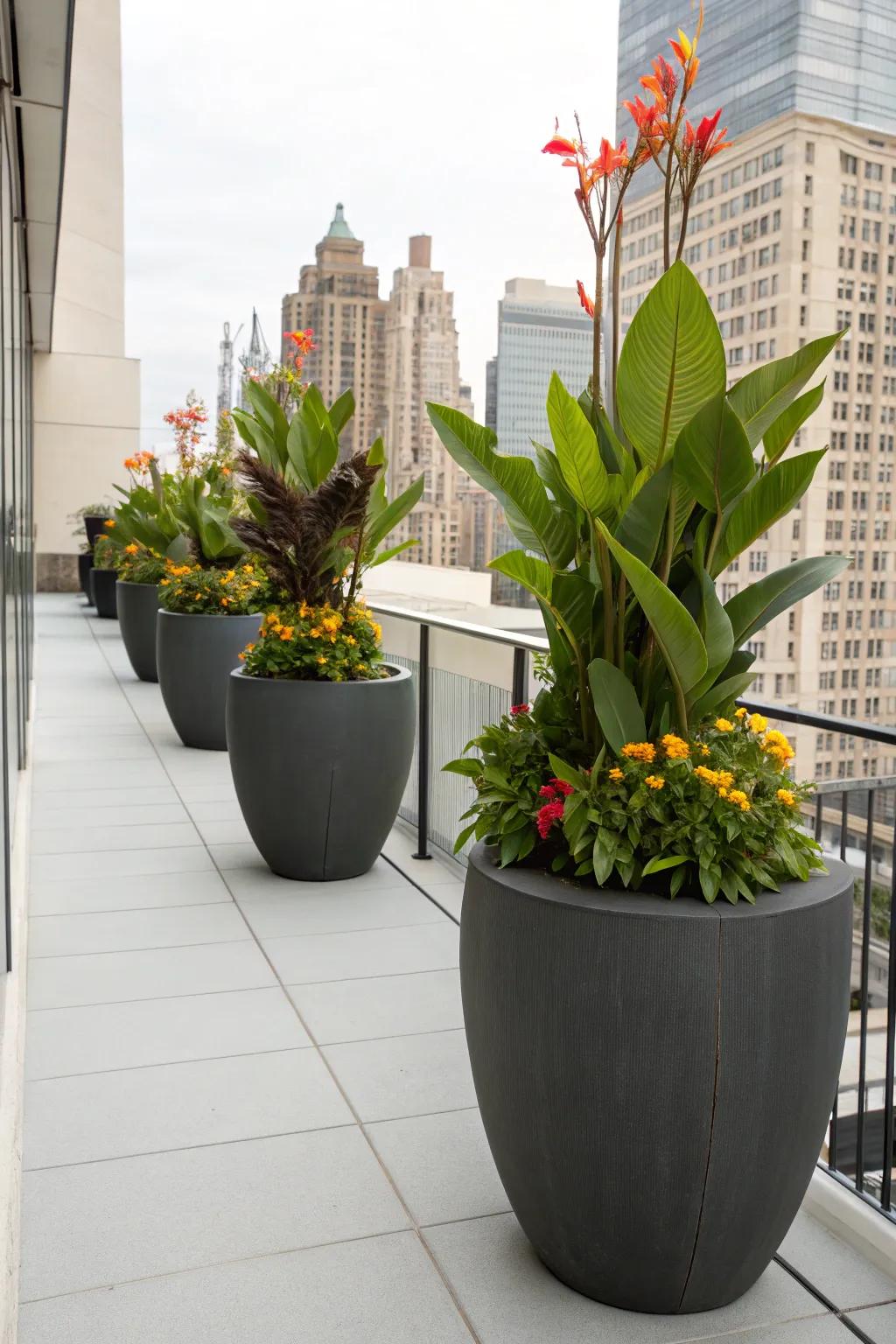 Glory plants in modern containers for a chic urban vibe.