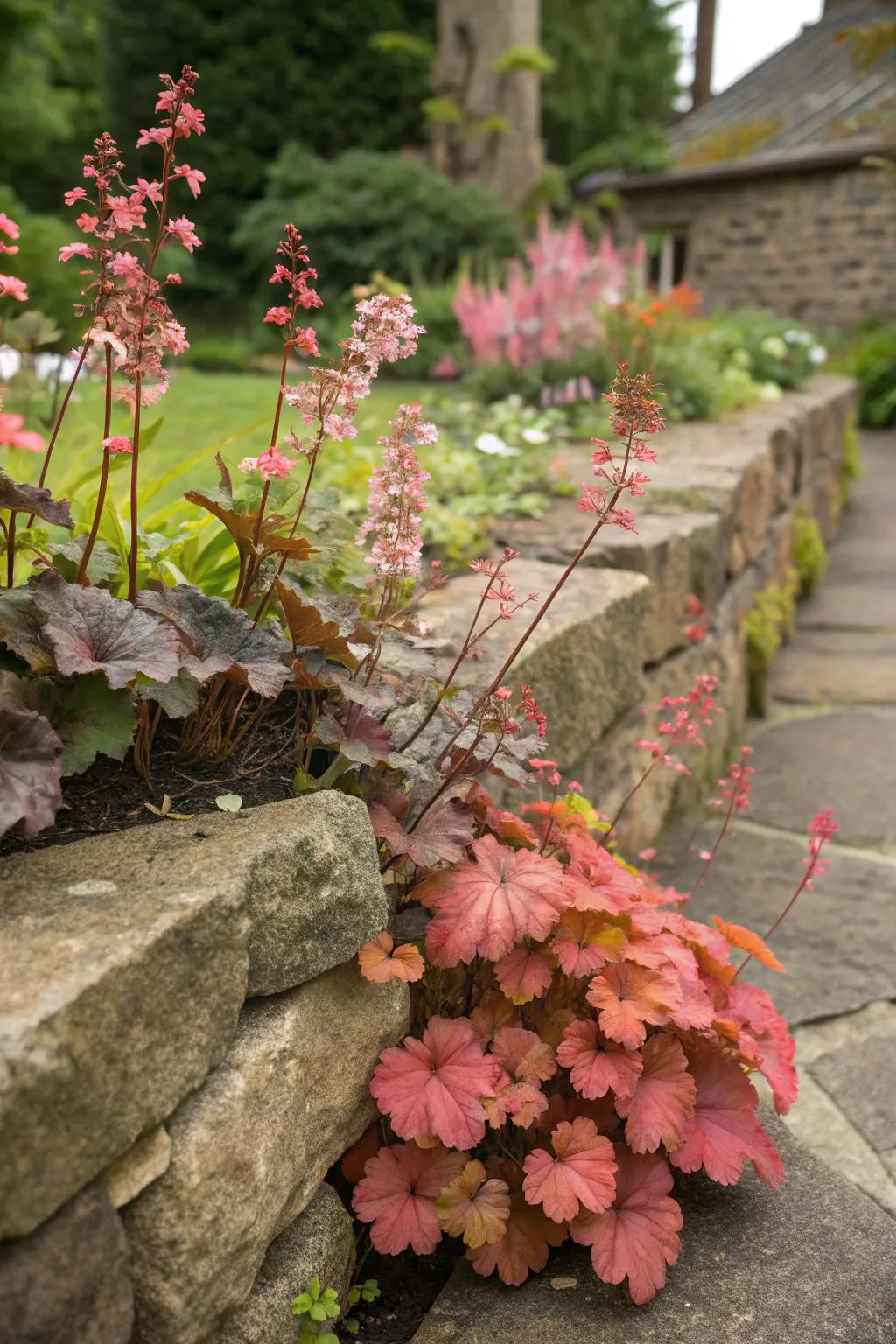 Coral bells adding vibrant color to a garden stone feature.