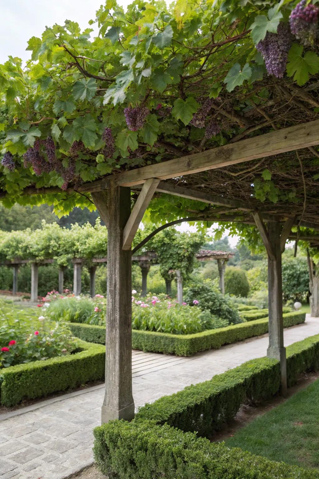 A vibrant livable roof arbor providing natural shade and appeal.