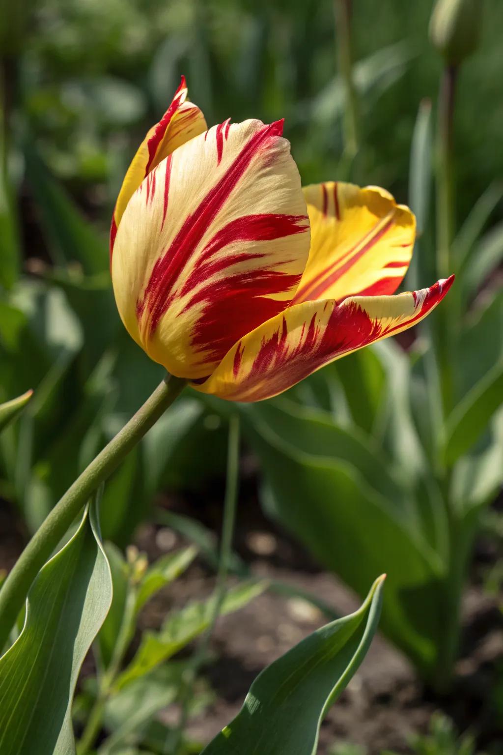 Nature's Craftsmanship: A Burst of Color in Bloom