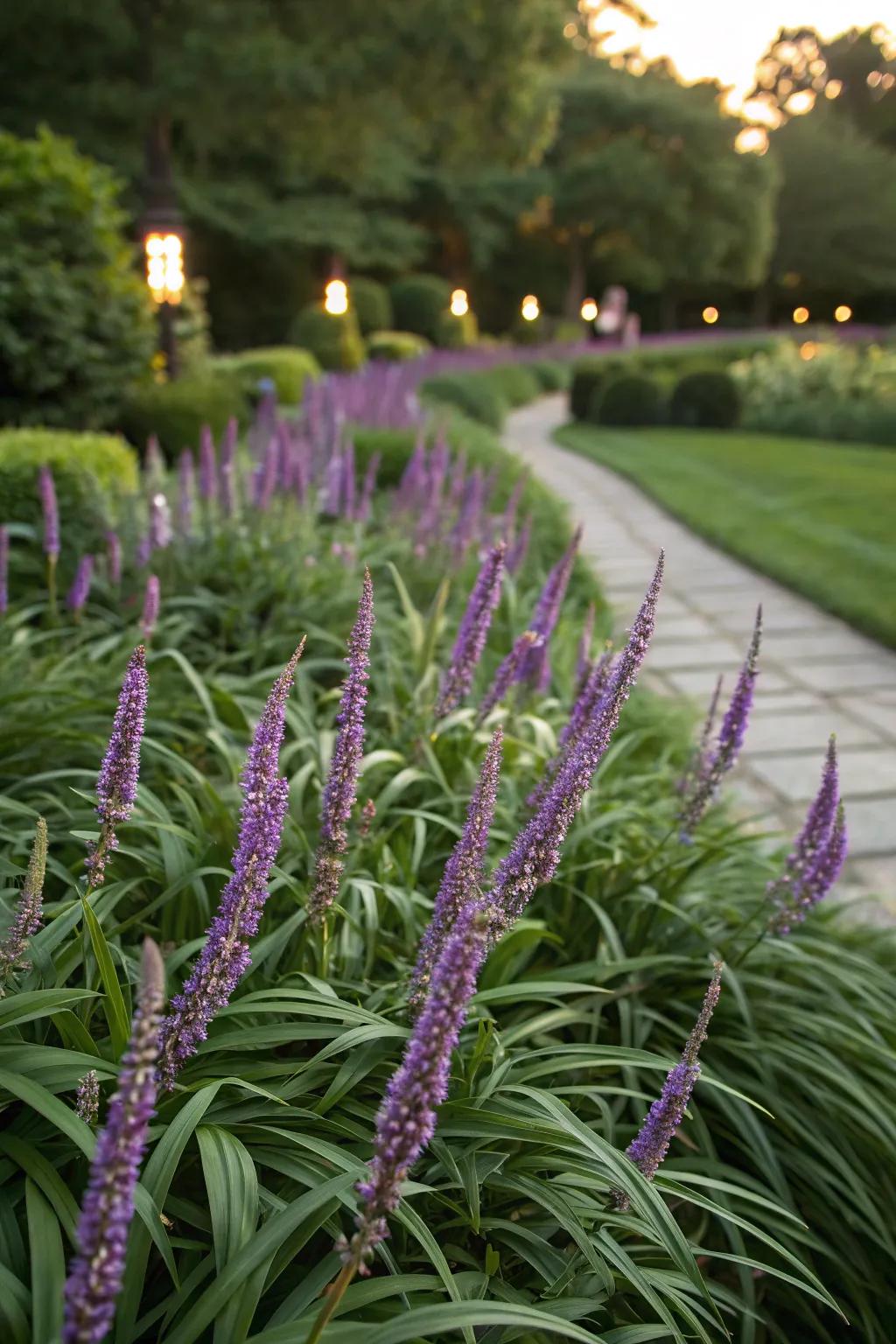 Liriope is a versatile ground cover for any border.