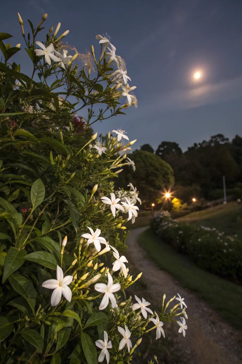 Night-blooming jasmine adds fragrance to the night air.