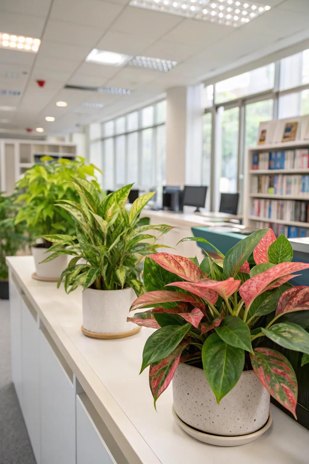 Add color with multi-colored foliage flora such as Painted Net-Plants.