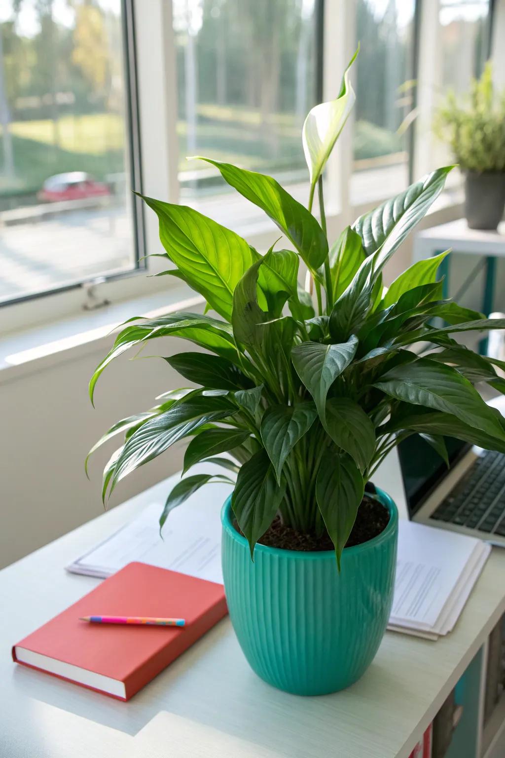 Serenity lilies clean your office air while adding sophistication to your workspace. 🌱 #OfficePlants #AirPurification