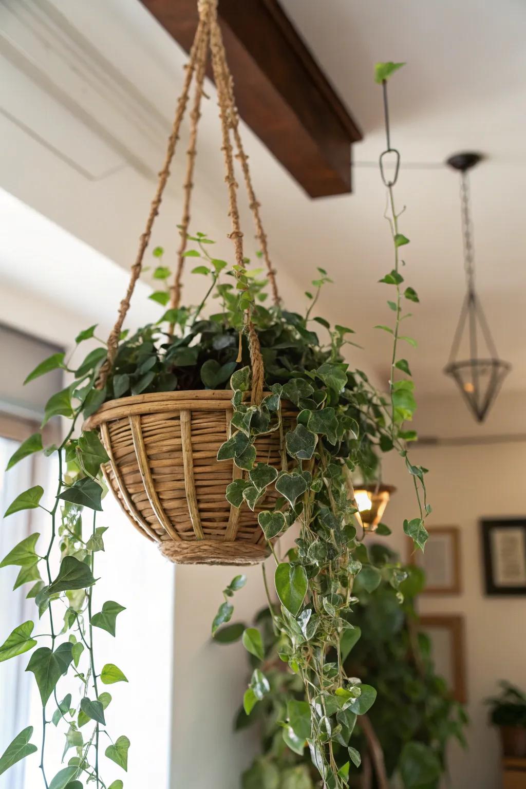 A flourishing suspended plant, ideally suited for enriching mom's dwelling with verdure.