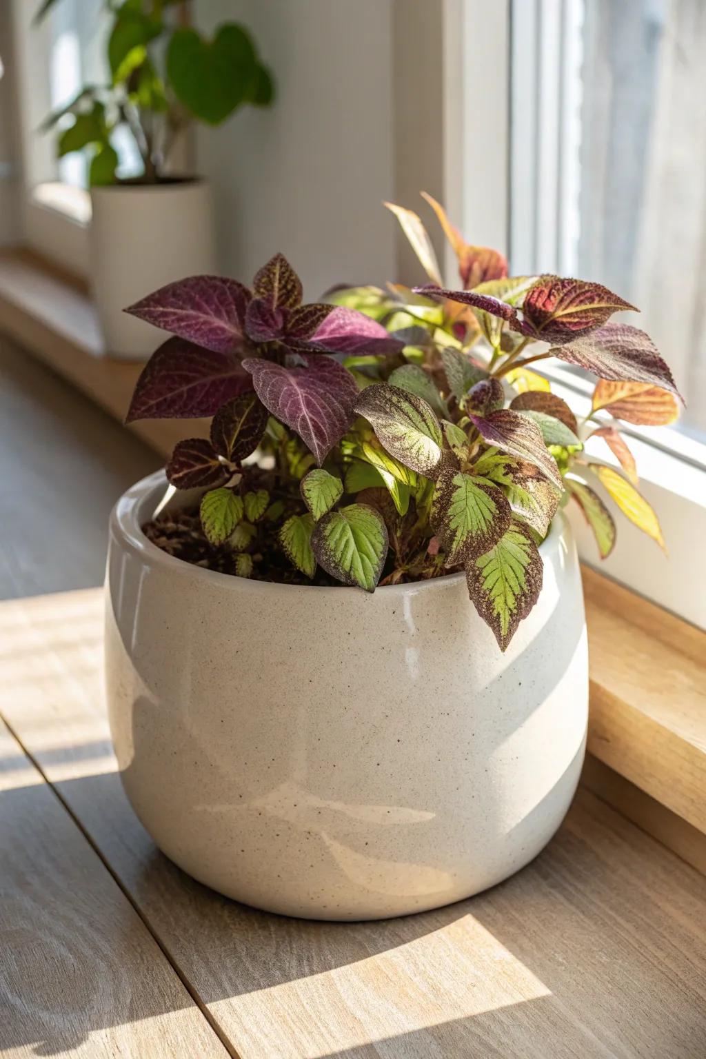 Elevate your space with a touch of nature's artistry: a colorful sweet potato vine planter that blends Scandinavian minimalism with boho charm.