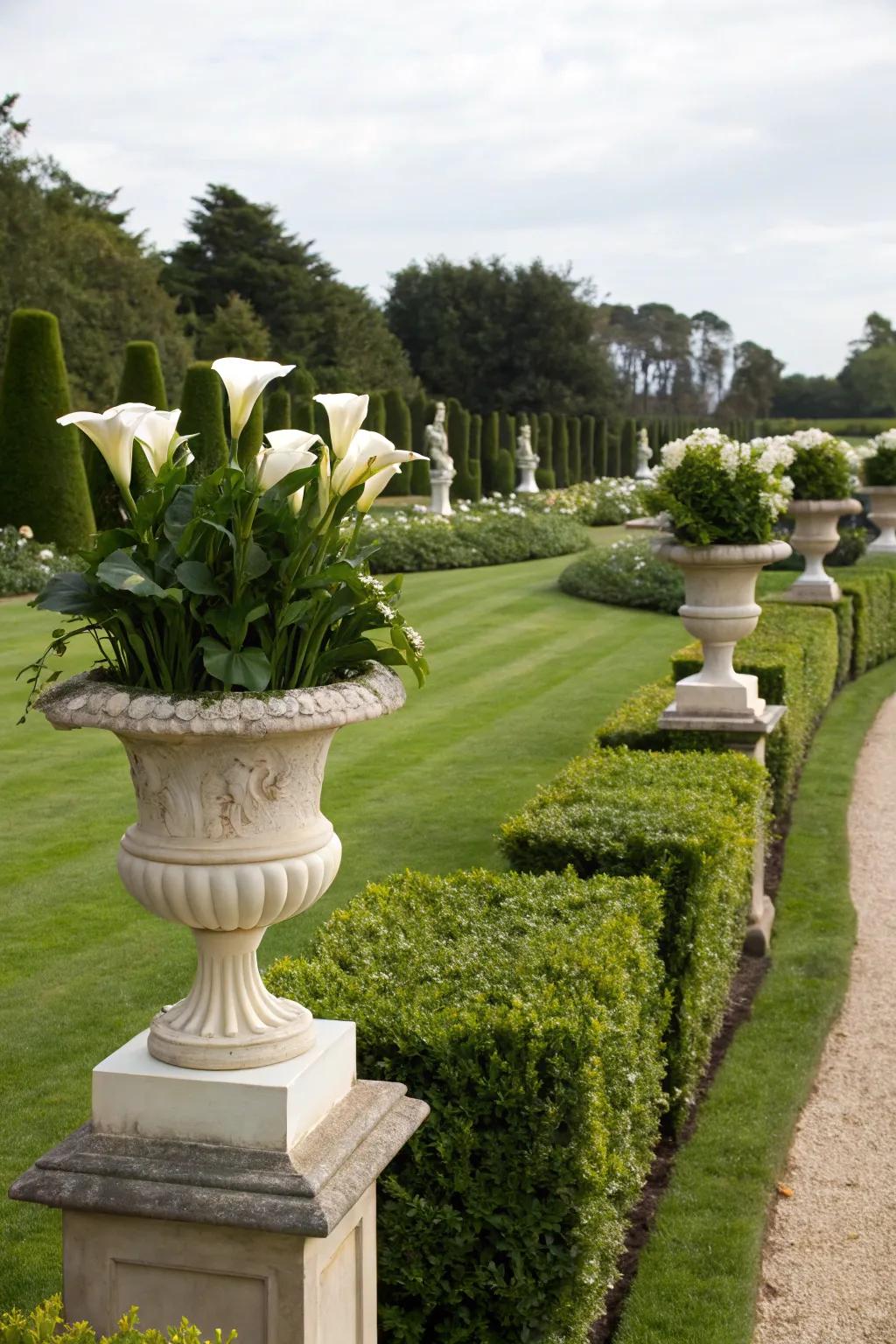Calla lilies contributing to the elegance of a refined garden.