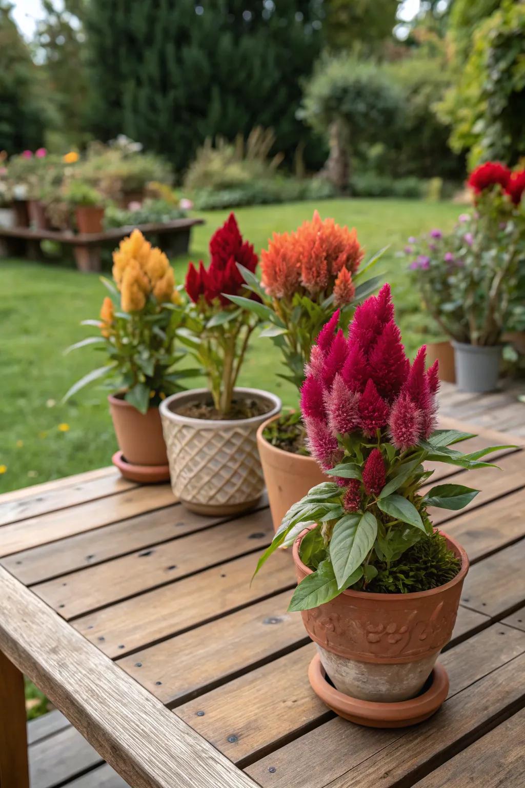A mini garden party with celosia on a tabletop.