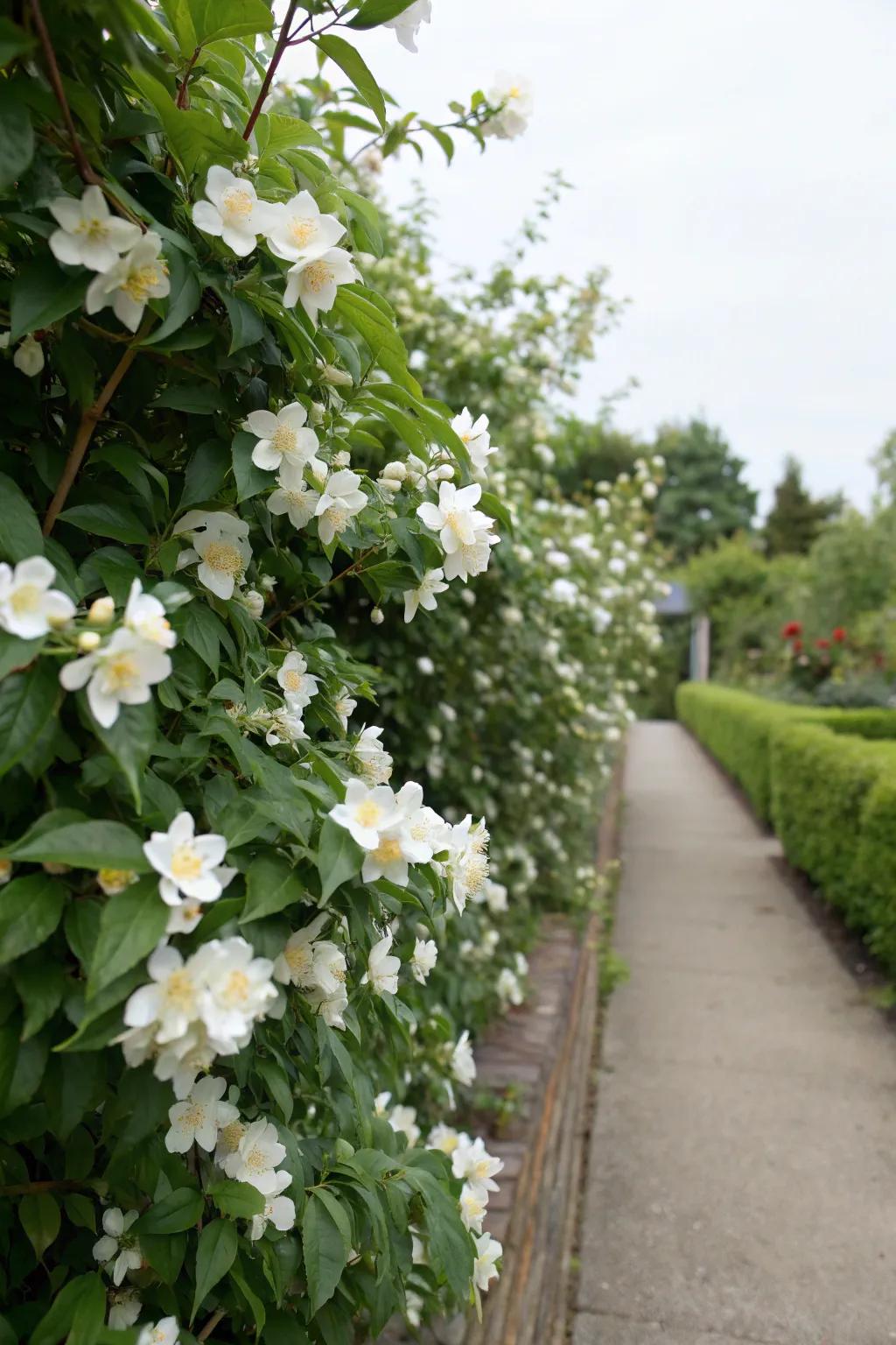 Fragrant hedges fill your garden with delightful scents