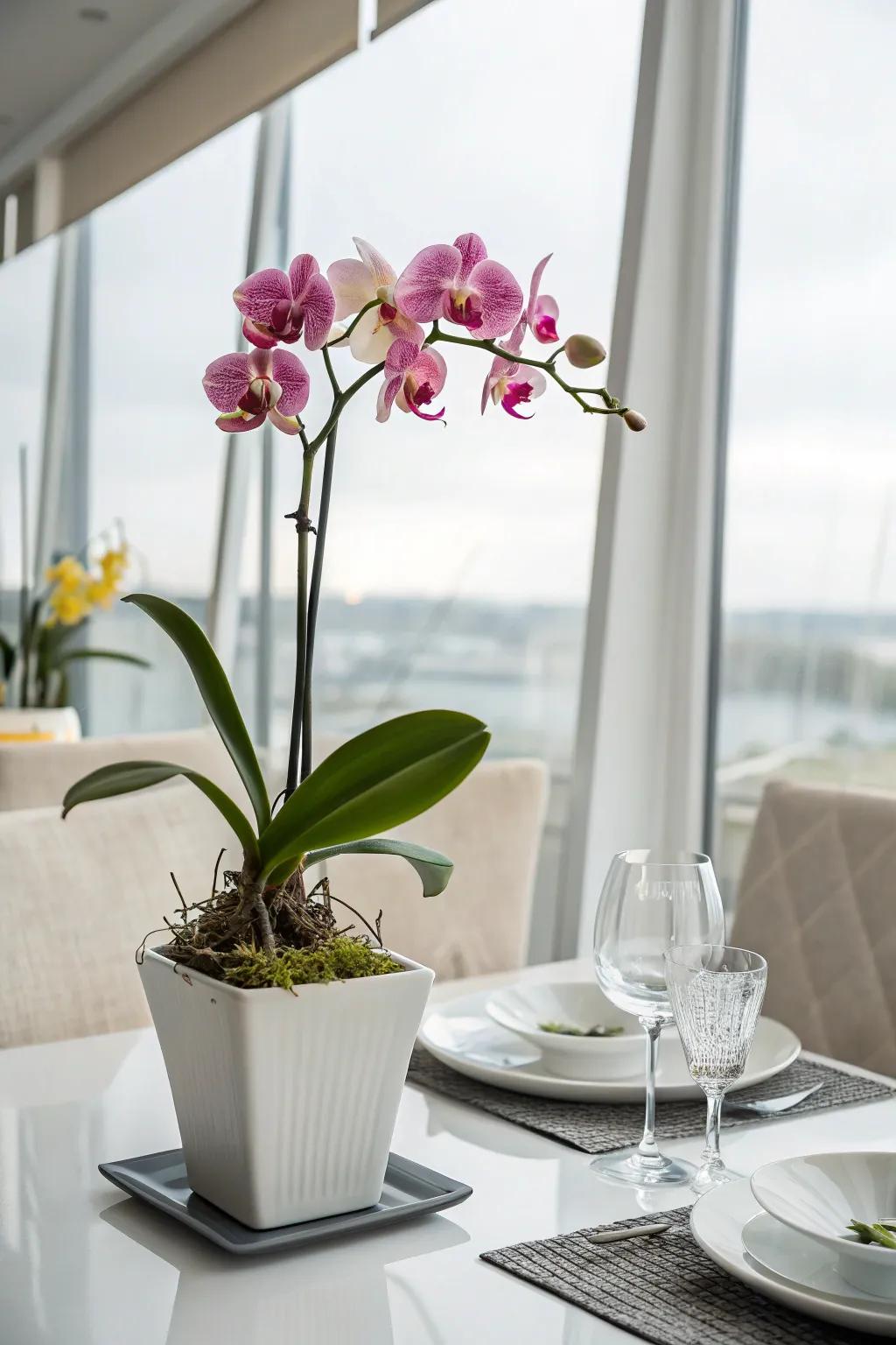 Orchids contributing an elegant nuance to the dining sector.