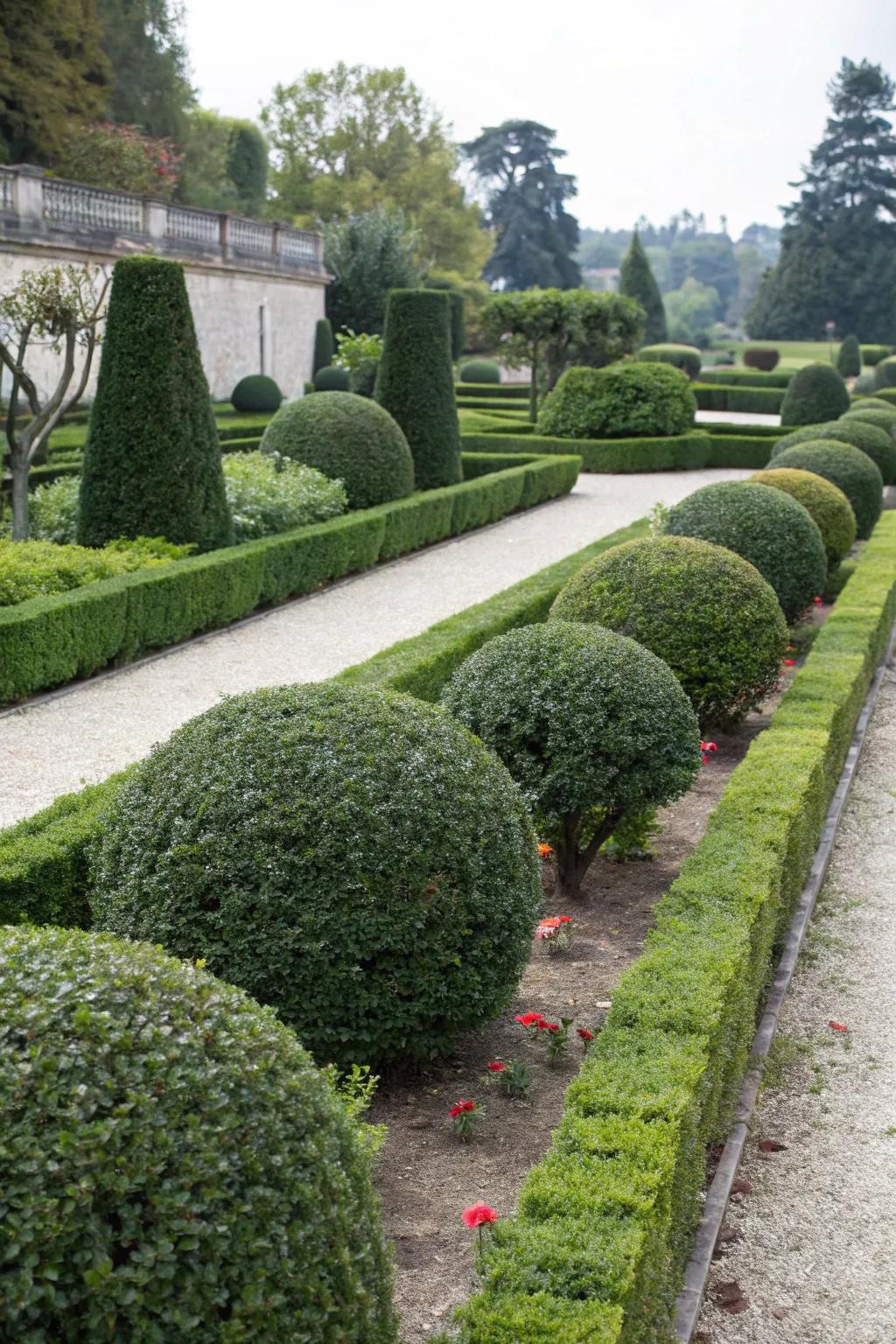 Achieve a polished look with manicured Indian hawthorn bushes.